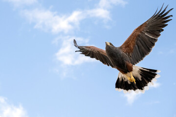 Harris's Hawk in flight against a cloudy sky