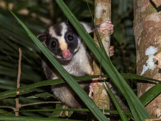 Striped Possum in Queensland Australia