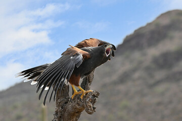 Harris's Hawk warning off an approaching Rival
