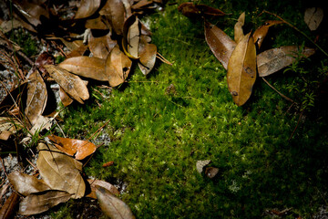 fallen autumn leaves on the mossy forest floor - close up