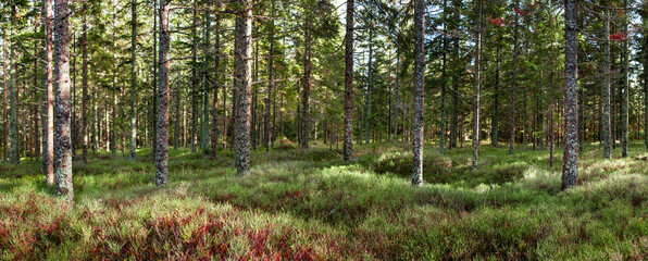 Herbst im Wald. Gepflegter Wald. Autumn in the forest. Well-tended forest.