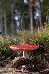 Fly agaric in the forest. Red poison mushroom.
Fliegenpilz im Wald. Roter Giftpilz. 
