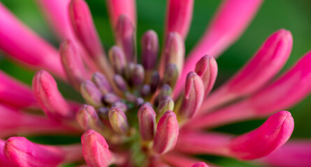Elegance Unveiled: The Intricate Beauty of a Clematis Flower