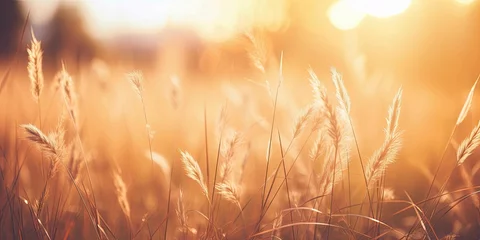 Fotobehang A dry grass and summer season, soft golden bokeh background © shamim01946@gmail.co