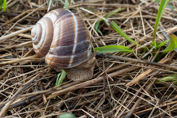 French cuisine, big tasty edible land snails escargot growing on snail farm in Burgugne, France close up
