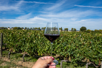 Tasting red Bordeaux wine, Merlot or Cabernet Sauvignon red wine grapes on cru class vineyards in...
