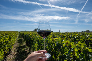Tasting red Bordeaux wine, Merlot or Cabernet Sauvignon red wine grapes on cru class vineyards in...