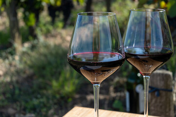 Tasting red Bordeaux wine, Merlot or Cabernet Sauvignon red wine grapes on cru class vineyards in...