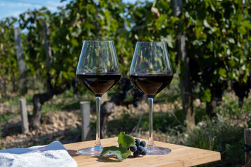 Tasting red Bordeaux wine, Merlot or Cabernet Sauvignon red wine grapes on cru class vineyards in...