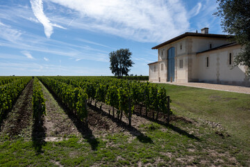 Harvest grapes in Pomerol village, production of red Bordeaux wine, Merlot or Cabernet Sauvignon...