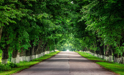 Summer's Canopy: The Verdant Journey Along the Road