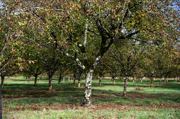 Fototapeta premium Plantation of high-quality PDO certified walnuts trees in Perigord Limousin Regional Natural Park, France in summer