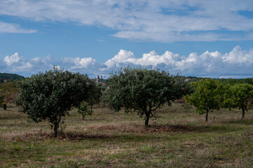 Truffle farm, cultivation of black winter Perigord truffles mushrooms, Tuber melanosporum, oak plantation, truffle hunting on fields with oak trees