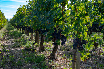 Fototapeta na wymiar Merlot or Cabernet Sauvignon red wine grapes ready to harvest in Pomerol, Saint-Emilion wine making region, France, Bordeaux