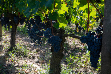 Merlot or Cabernet Sauvignon red wine grapes ready to harvest in Pomerol, Saint-Emilion wine making...