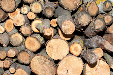 Pile of a stacked logs	