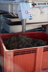 Plastic boxes with grapes, harvest works in Saint-Emilion wine making region on right bank of...