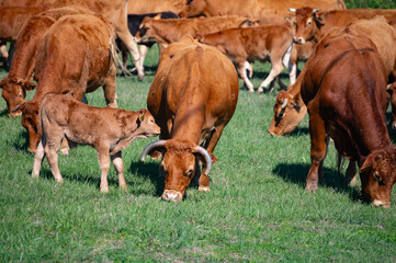 Fototapeta premium Herd of cows resting on green grass pasture, milk, cheese and meat production in Bordeaux, Haut-Medoc, France