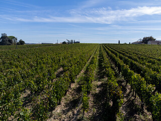 Fototapeta na wymiar View on Pomerol village, production of red Bordeaux wine, Merlot or Cabernet Sauvignon red wine grapes on cru class vineyards in Pomerol, Saint-Emilion wine making region, France, Bordeaux