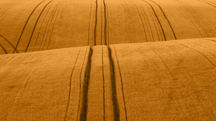 Fototapeta premium Amber Waves of Grain: Capturing the Harvest