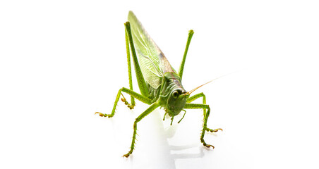 Graceful Jumper: A Green Grasshopper on Ivory