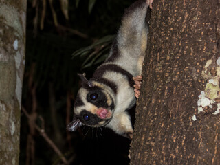 Striped Possum in Queensland Australia