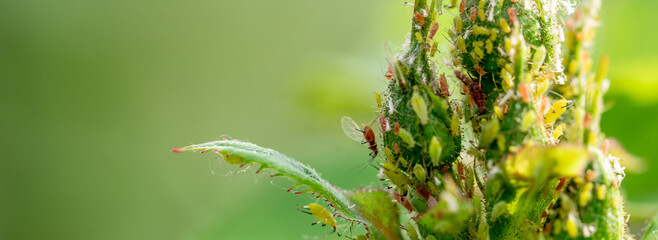 Microscopic Marvel: Aphids Dance on a Rose Bud
