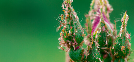 Aphid Chronicles: Exploring the Miniature World of Roses