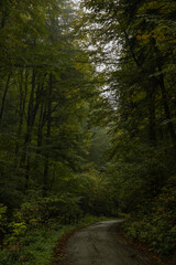 Fototapeta na wymiar Autumn Rainy Forests, Slovakia, Europe