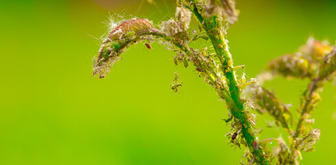 Micro Safari: Discovering Aphid Life on a Rose Bud