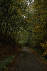 Fototapeta premium Autumn Rainy Forests, Slovakia, Europe