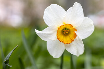 The narcissus (Narcissus) Daffodil with copy space. Concept: flowers and plants or springtime.