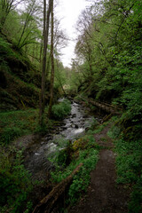 Obraz premium stream with a bridge over it in a green forest in Germany
