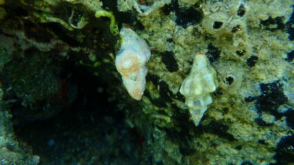 Sea snail Tarentine spindle snail (Tarantinaea lignaria) underwater, Aegean Sea, Greece, Halkidiki