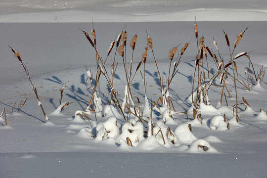 Winter scene. Broadleaf cattails in winter snow. Frozen waters..