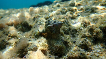 Sea snail Tarentine spindle snail (Tarantinaea lignaria) underwater, Aegean Sea, Greece, Halkidiki