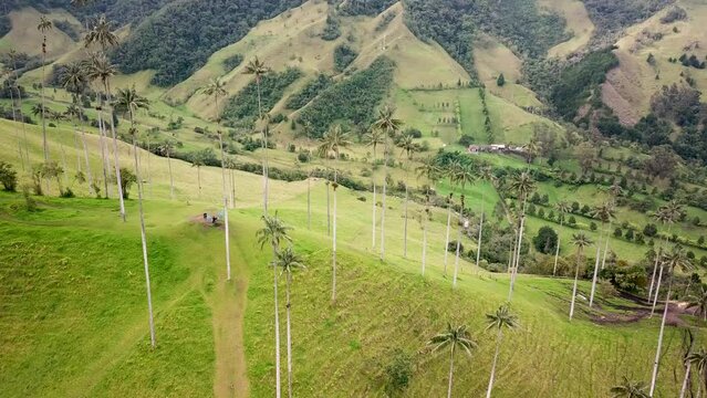 Aerial drone footage of wax palm trees in Cocora Valley, Colombia. Drone shoot of Wax Palm Trees in Valle de Cocora, Quindio, Los Nevados National Natural Park near Salento. Latin America 4k footage