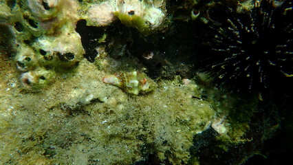 Sea snail Tarentine spindle snail (Tarantinaea lignaria) underwater, Aegean Sea, Greece, Halkidiki
