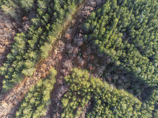 Top-down view of an hairpin bend in the middle of a forest with green and orange trees - 683544922