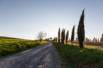 Country road at sunset in Tuscany, with cypresses - 683545788