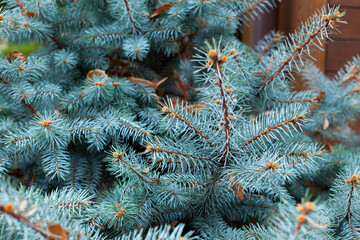 Naklejka na ściany i meble Branches of a blue spruce. Natural bacground. Close-up, selective focus.