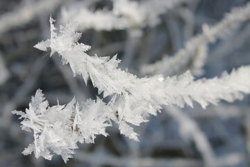 snow covered branches