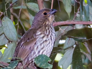 Tooth-billed Bowerbird in Queensland Australia