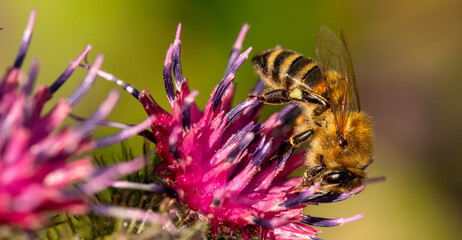 Blossom Ballet: A Bee's Graceful Dance on a Burdock Flower