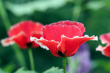 Flowers of red Shirley poppies with white band in the garden.