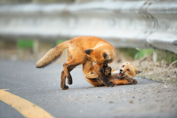 Deux jeunes renard roux jouant sur une route
