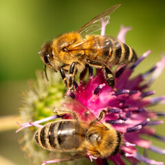 Nature's Choreography: A Bee's Delicate Visit to a Burdock Flower