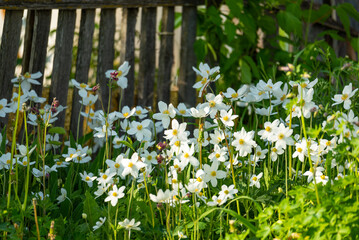 Bushes of garden anemone with white flowers grow near a wooden fence.