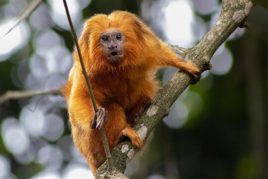 Mico le&atilde;o dourado