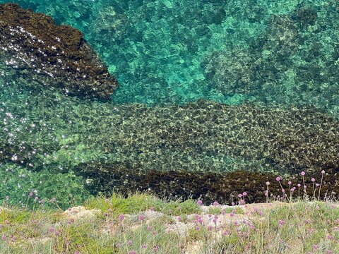 Sea water turquoise blue, allium flowers on coast rocks.